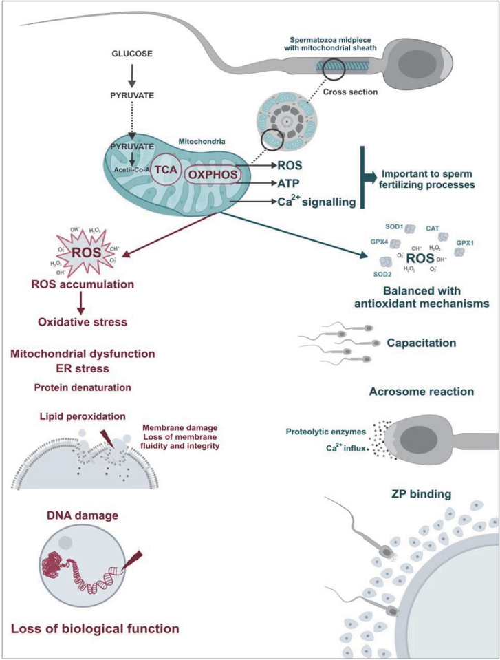 开云体云app官网入口