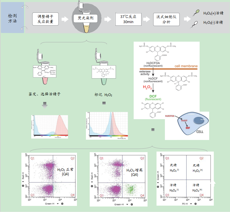 开云体云app官网入口