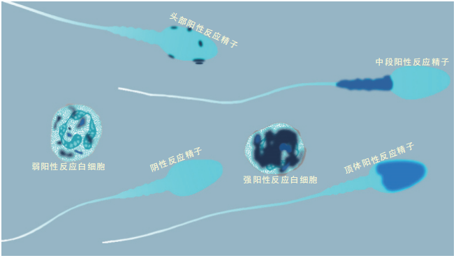 开云体云app官网入口