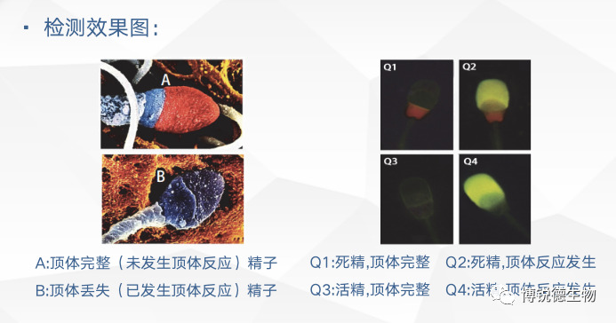 开云体云app官网入口