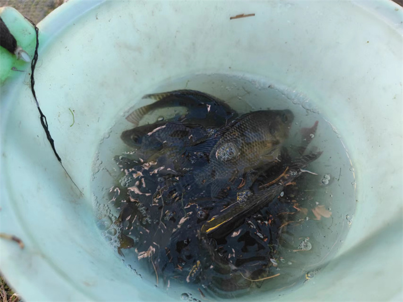 开云体云app官网入口